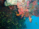 Corail Arbuscule dans grotte